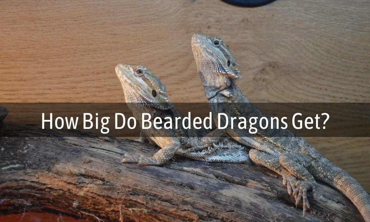 how-big-do-bearded-dragons-get