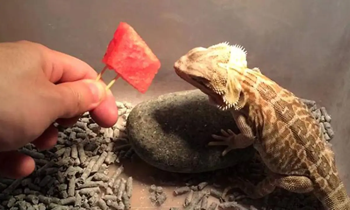 can-bearded-dragon-eat-watermelon