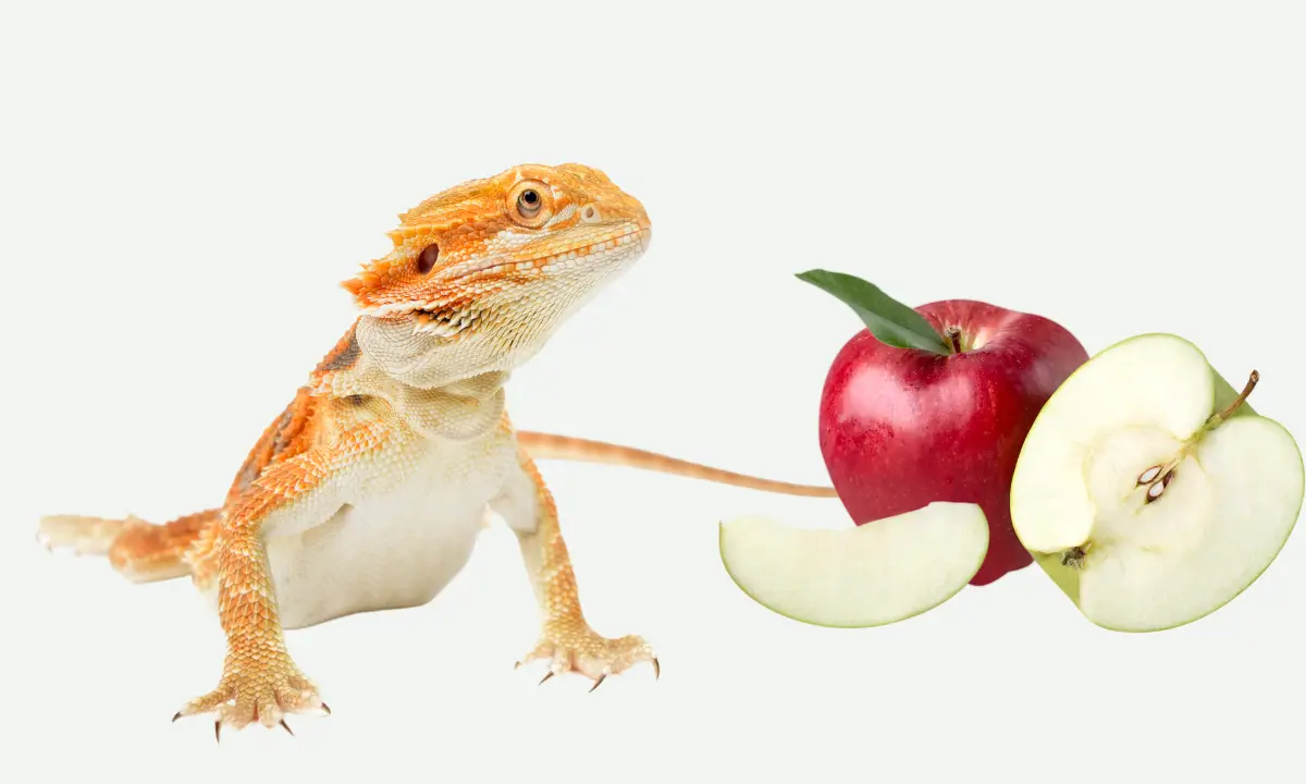 can-bearded-dragons-eat-apples