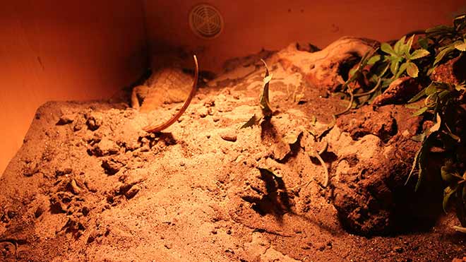 pregnant-bearded-dragon-constantly-digging