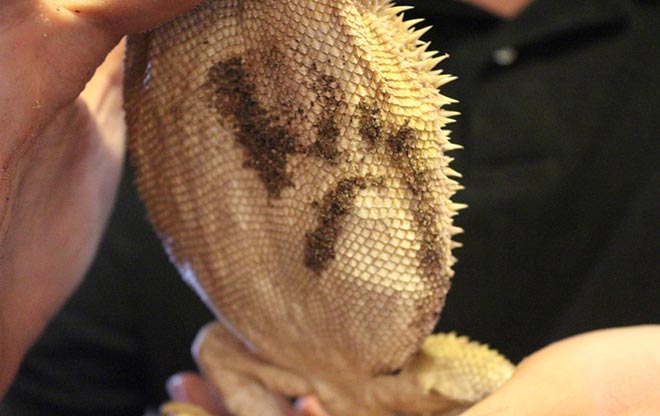 underbelly-of-pregnant-bearded-dragon