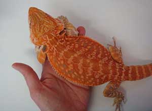 Orange-Bearded-Dragon