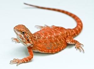 Red-Bearded-Dragon