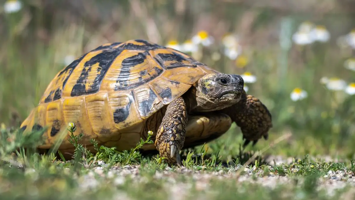tortoise-care-sheet
