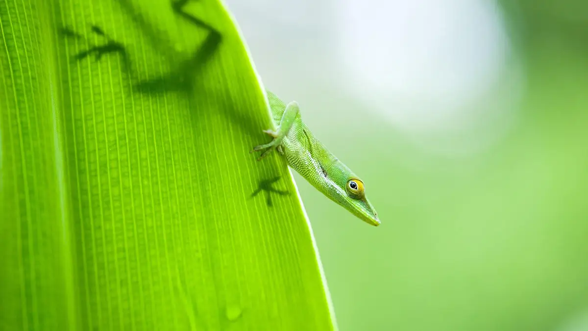 what-do-anoles-need-in-their-cage
