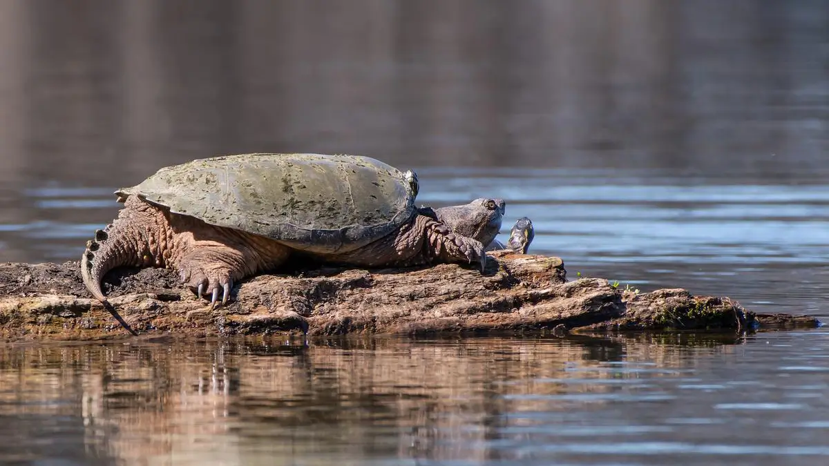 common-snapping-turtle-checklist