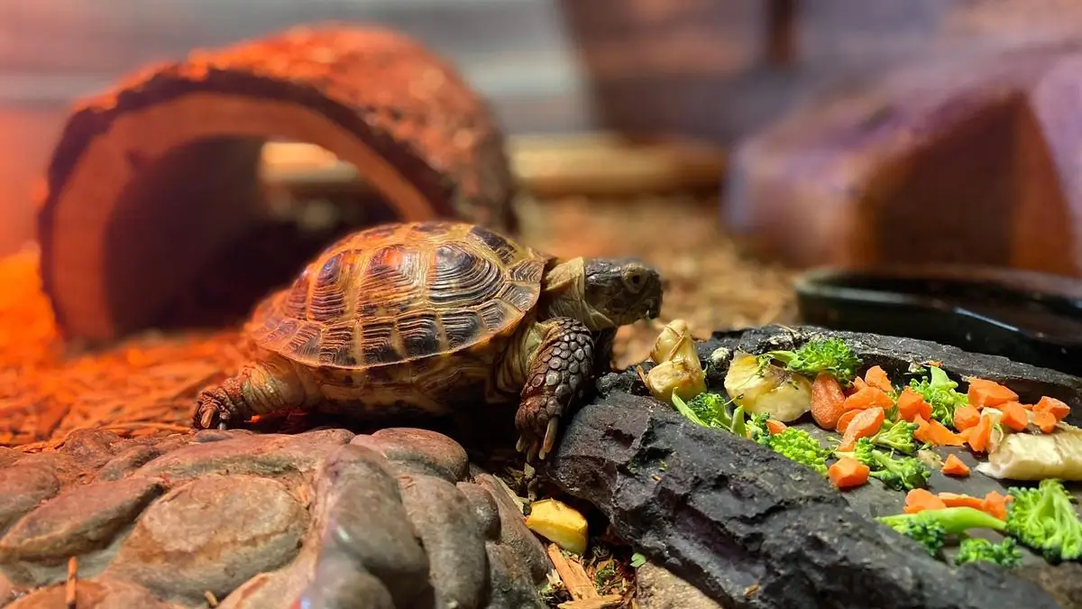 tortoise-care-habitat-checklist