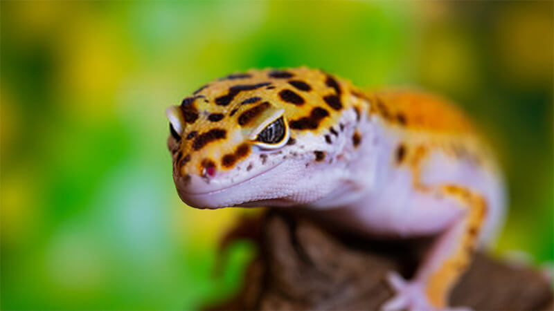 best-leopard-gecko-habitat