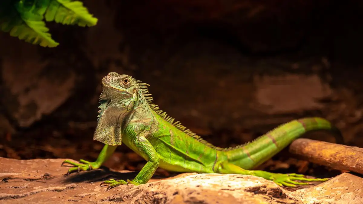 how-to-find-a-lost-iguana