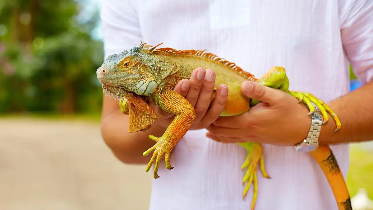 how-to-hold-an-iguana