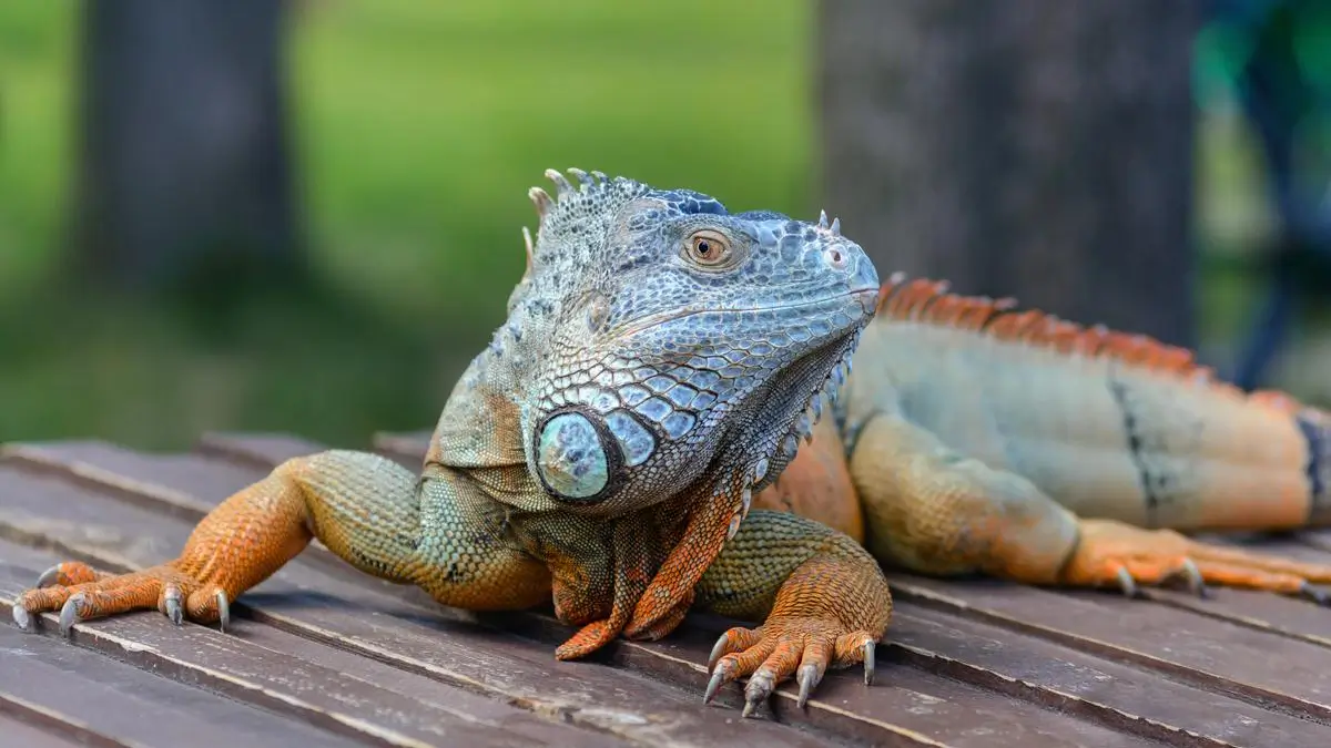 how-to-tell-how-old-an-iguana-is