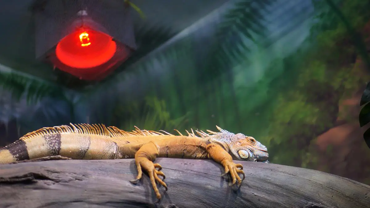 iguana-heat-and-light