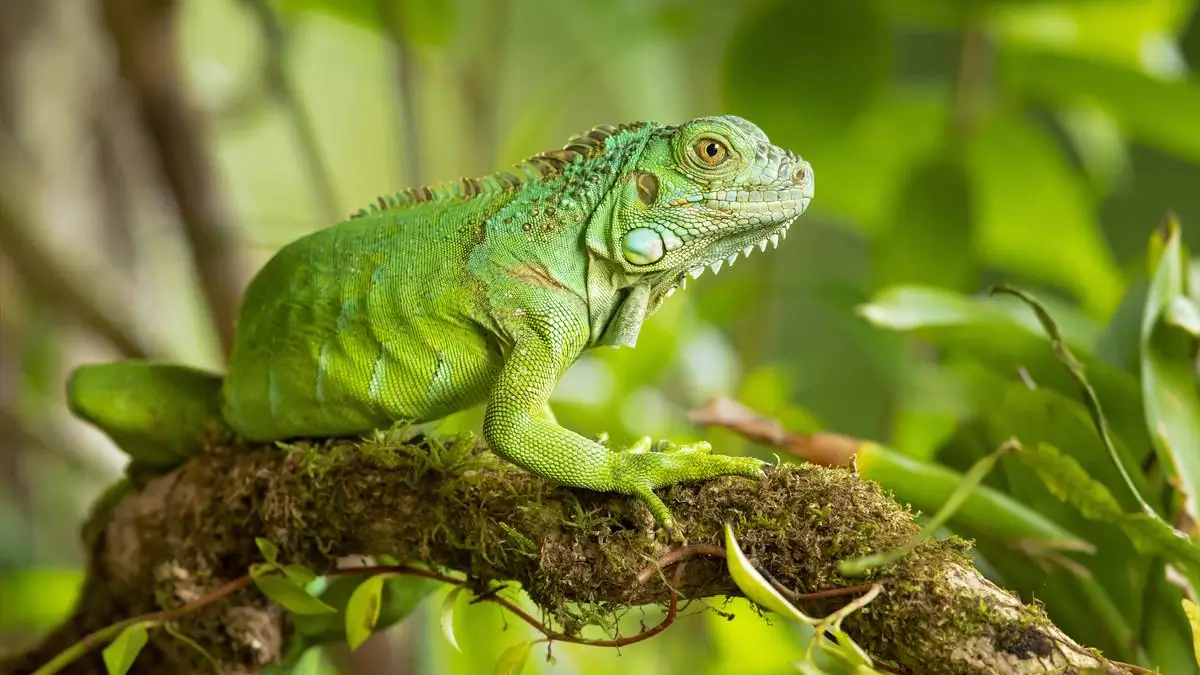types-of-iguanas
