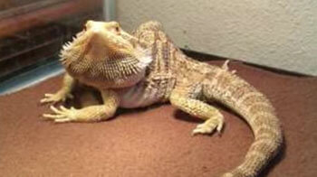 deformed-bearded-dragon-due-to-mbd