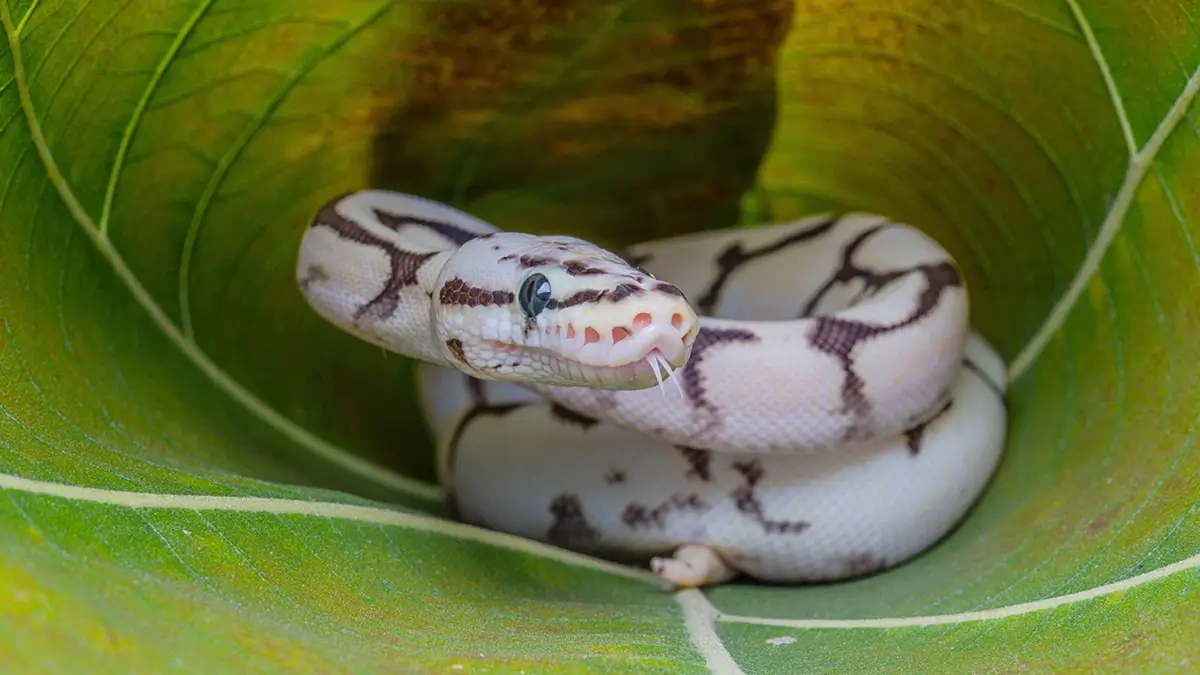 how-to-find-a-lost-ball-python
