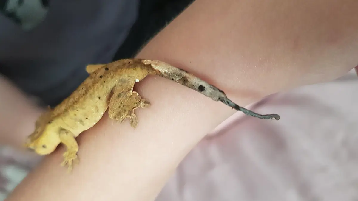 crested-gecko-tail-rot