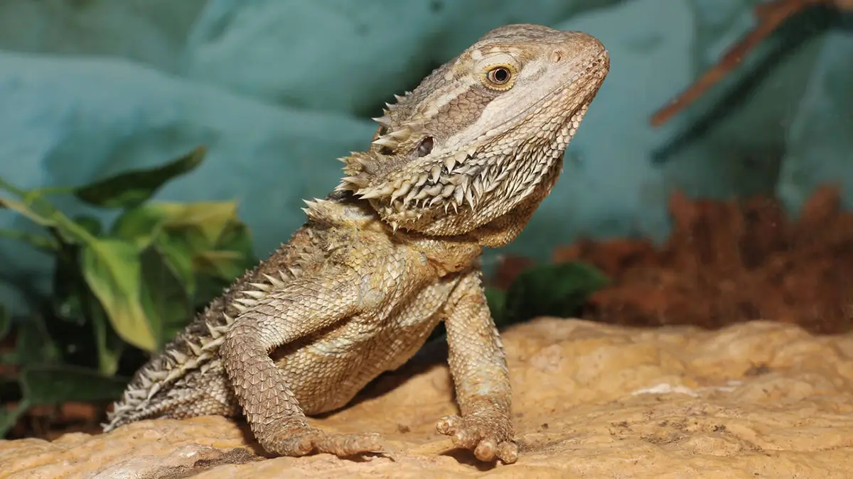 how-to-calm-a-stressed-bearded-dragon