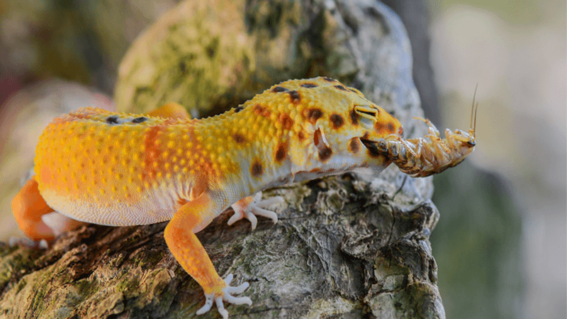 leopard-gecko-diet