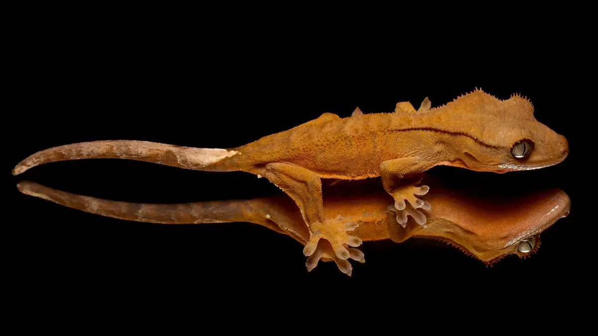 underweight-crested-gecko
