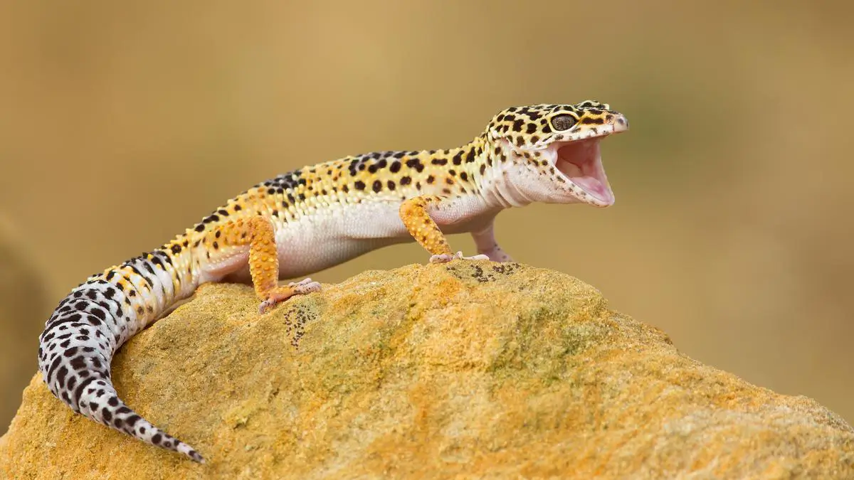 leopard-gecko-behaviors