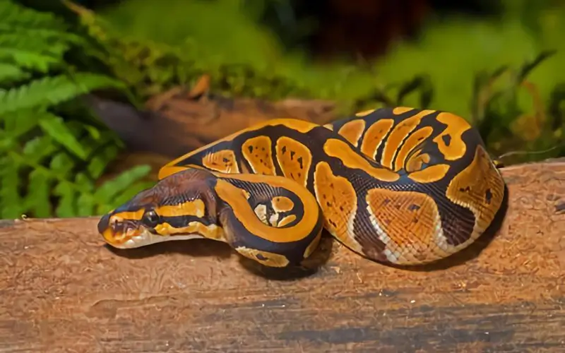 ball-python-enclosure