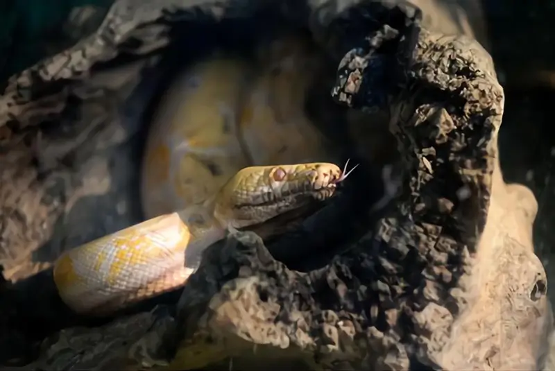 best-ball-python-hides
