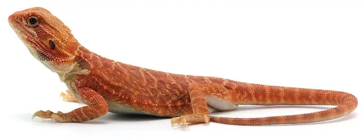 red-bearded-dragon