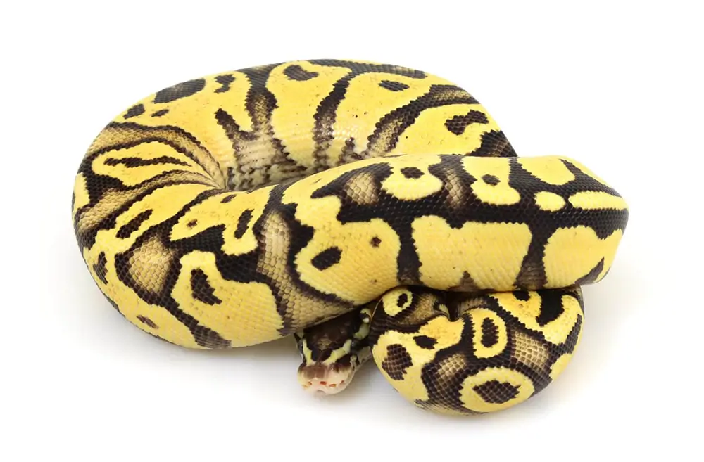 yellow-belly-ball-python
