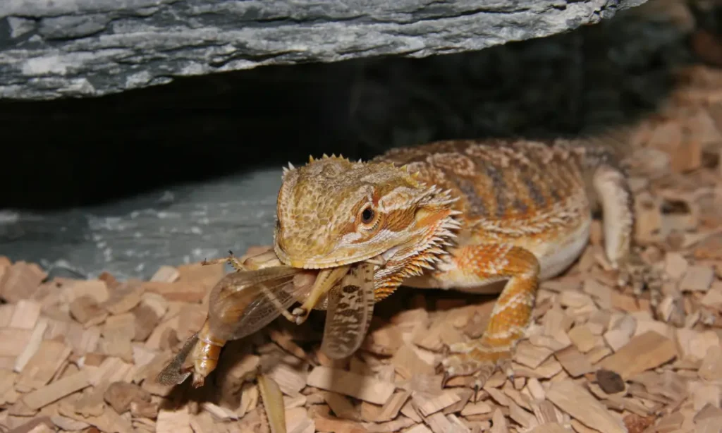 bearded-dragon-eating-insects