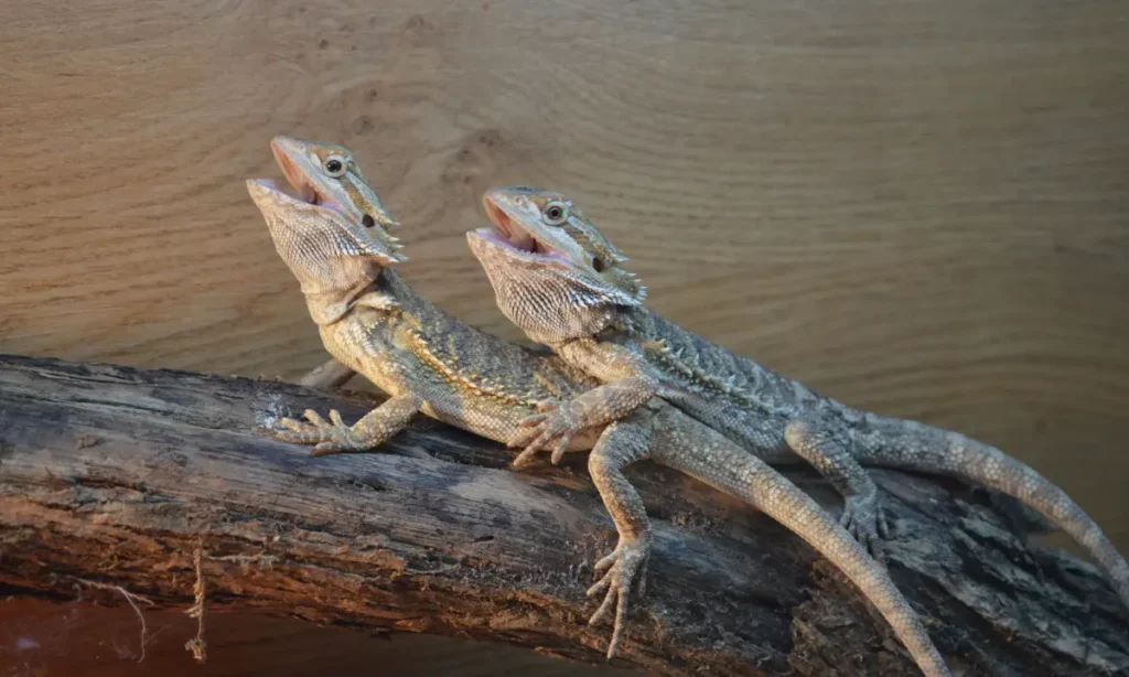 two-beardies-laying-on-top-of-each-other