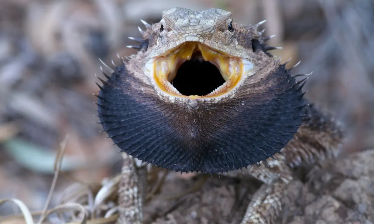 why-is-my-bearded-dragon-ggressive