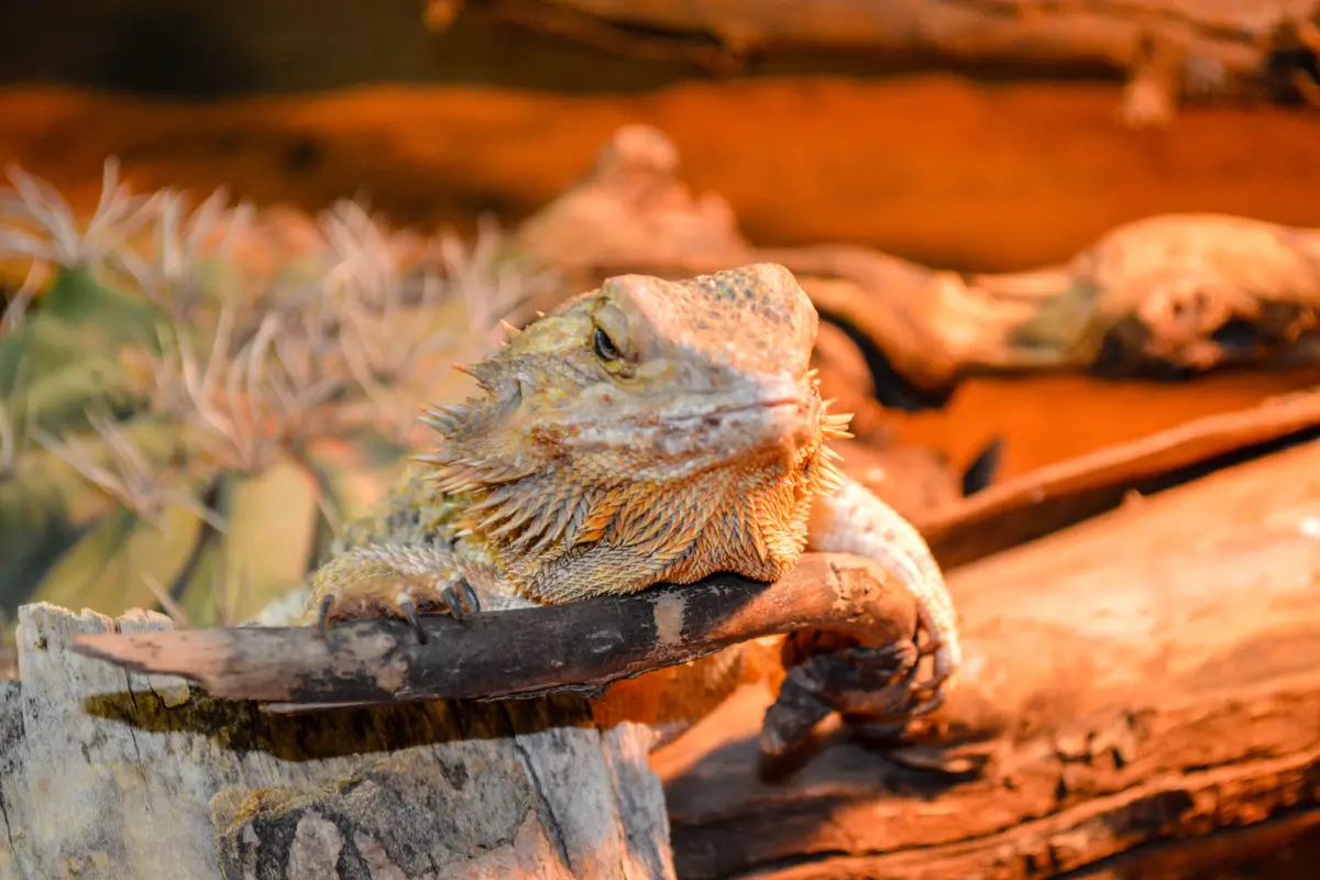 how-smart-are-bearded-dragons