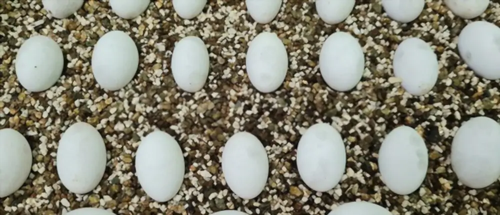 lying-the-eggs-in-incubator