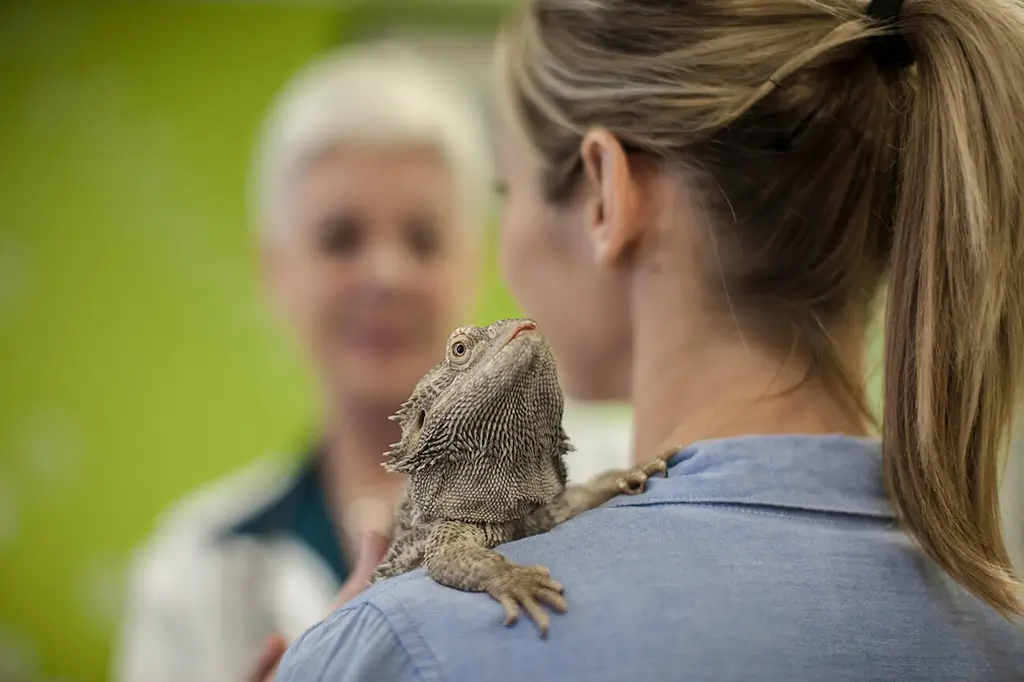 bearded-dragon-sitting-on-its-owner's-shoulder