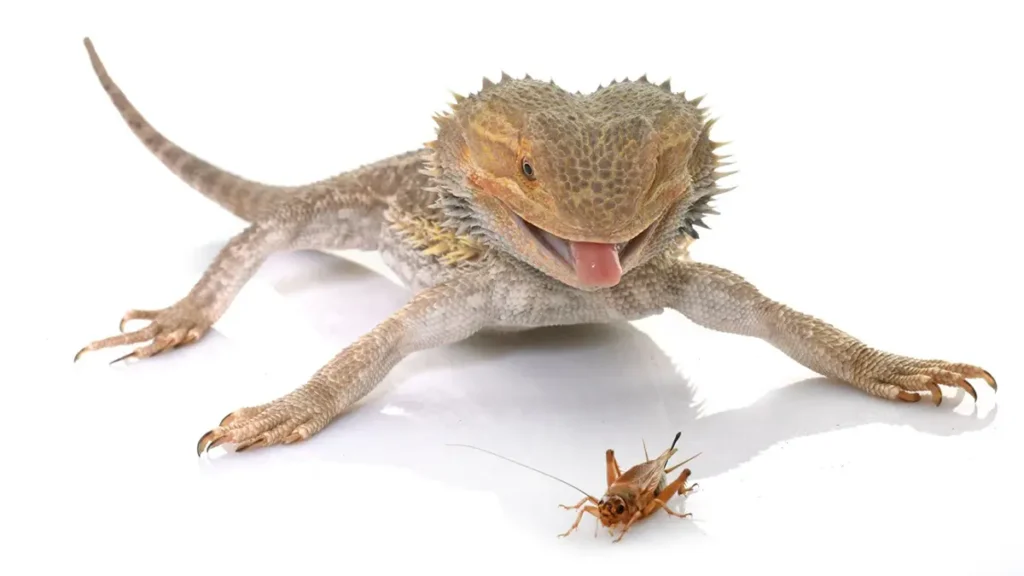 bearded-dragon-eating-cricket