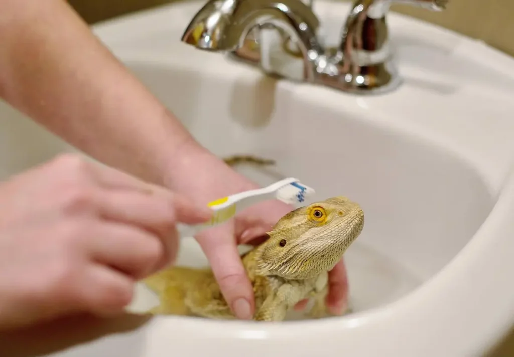 how-to-bath-a-bearded-dragon