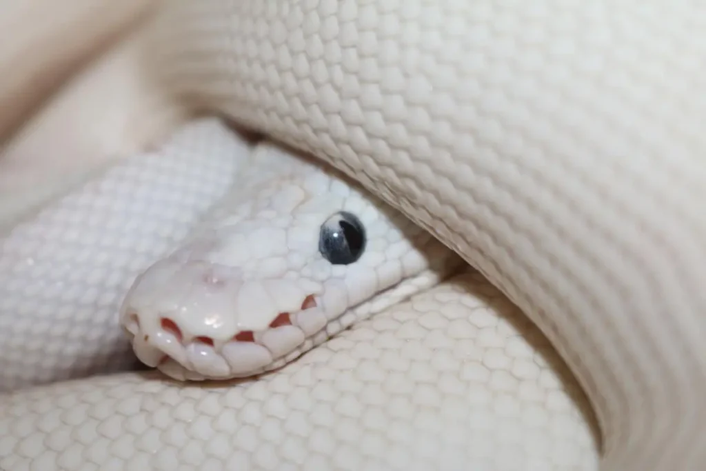 ball-python-blue-eyed-leucistic