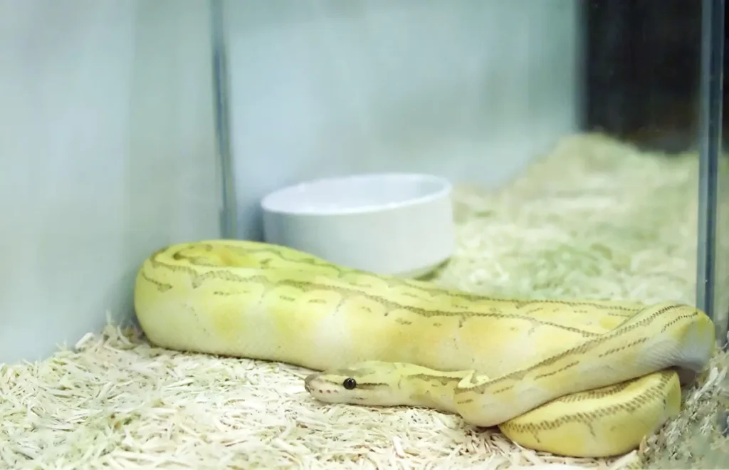 ball-python-enclosure