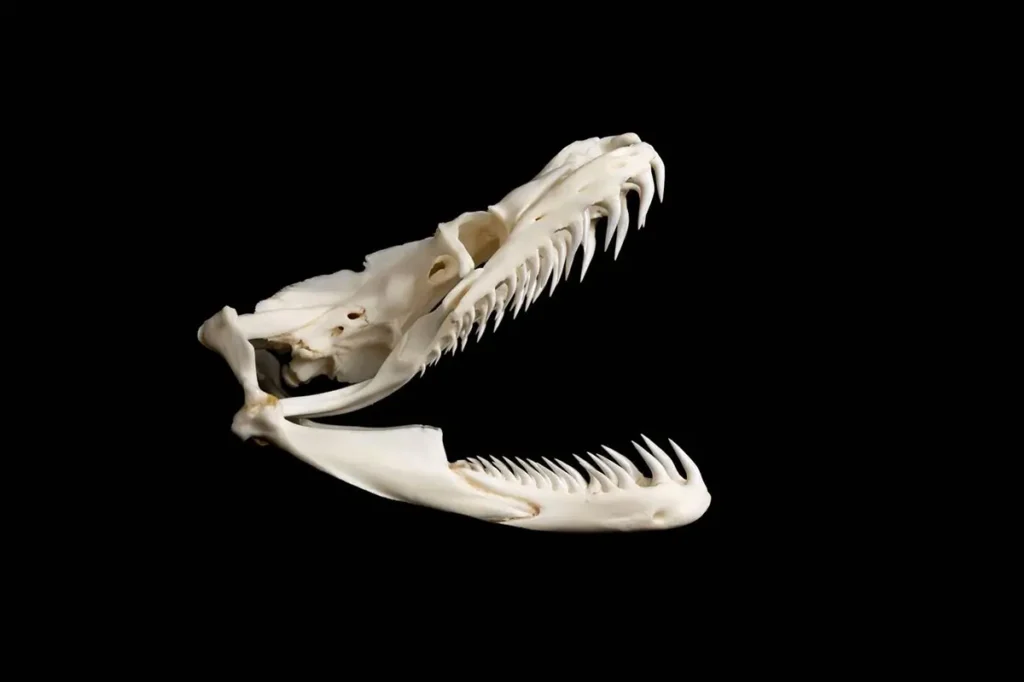 ball-python-teeth-anotomy