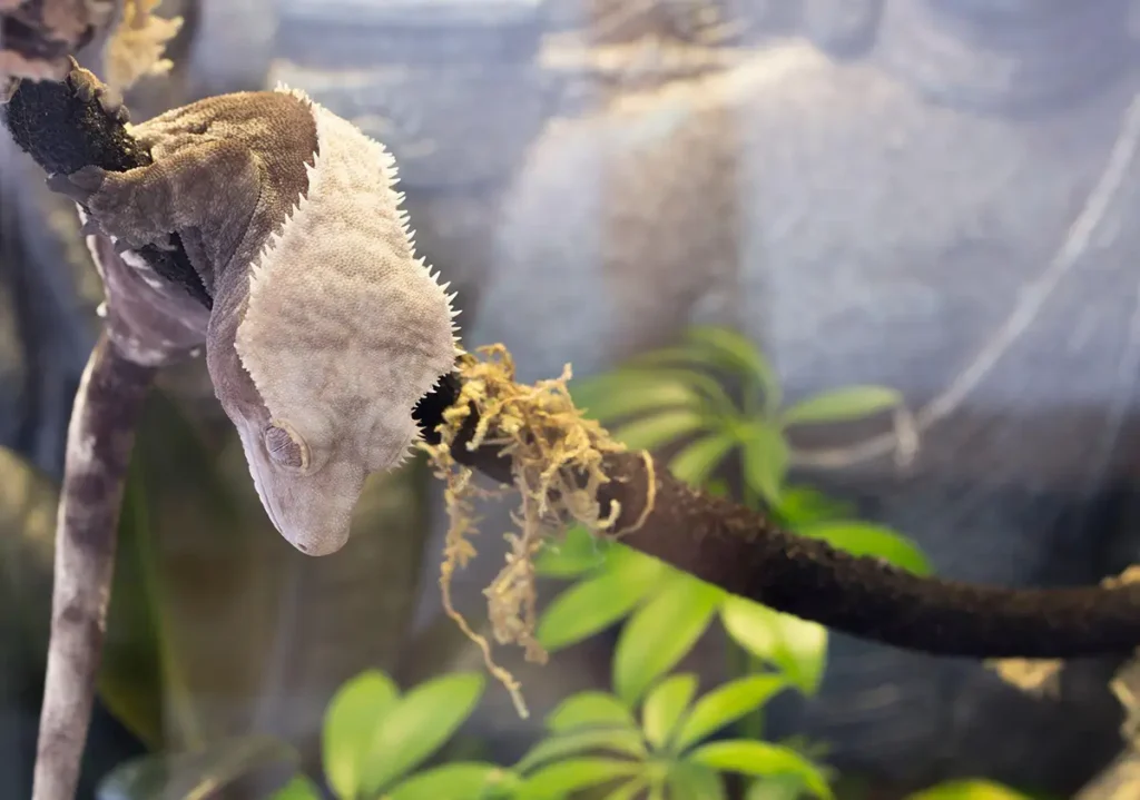 gecko rests on a branch in terrarium after a climb
