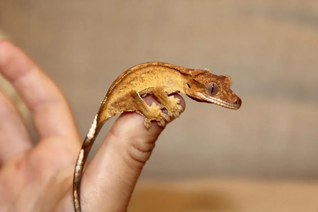 juvenile-crested-gecko
