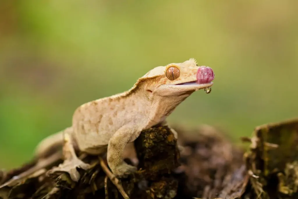 Crested Gecko drinking water drops