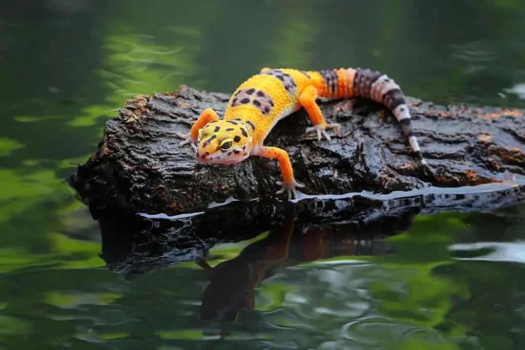 a-curious-leopard-gecko