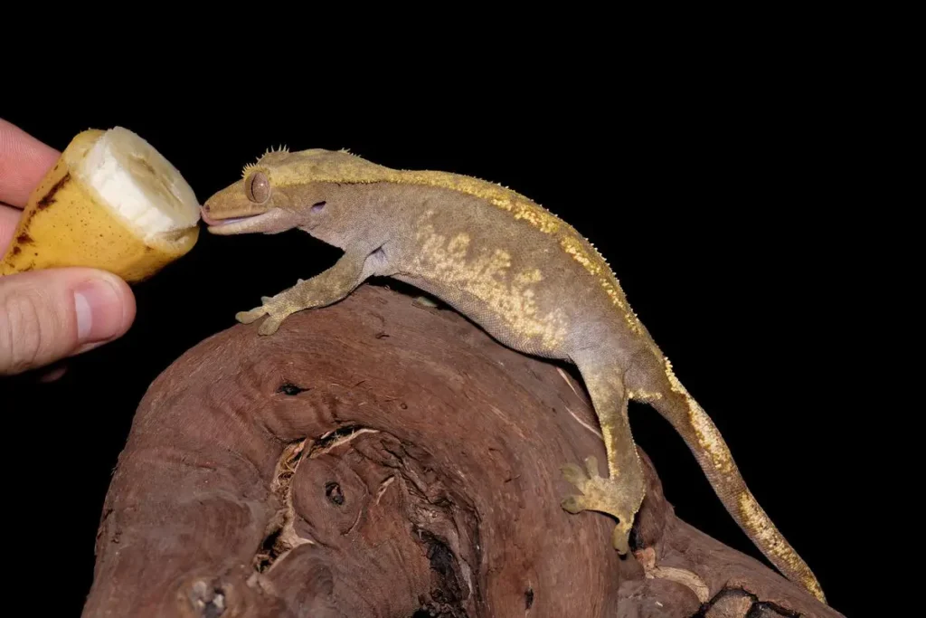 crested-gecko-eating-banana-fruit