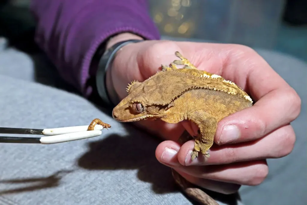 crested-gecko-eating-worm