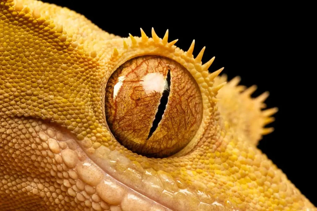 crested-gecko-eye