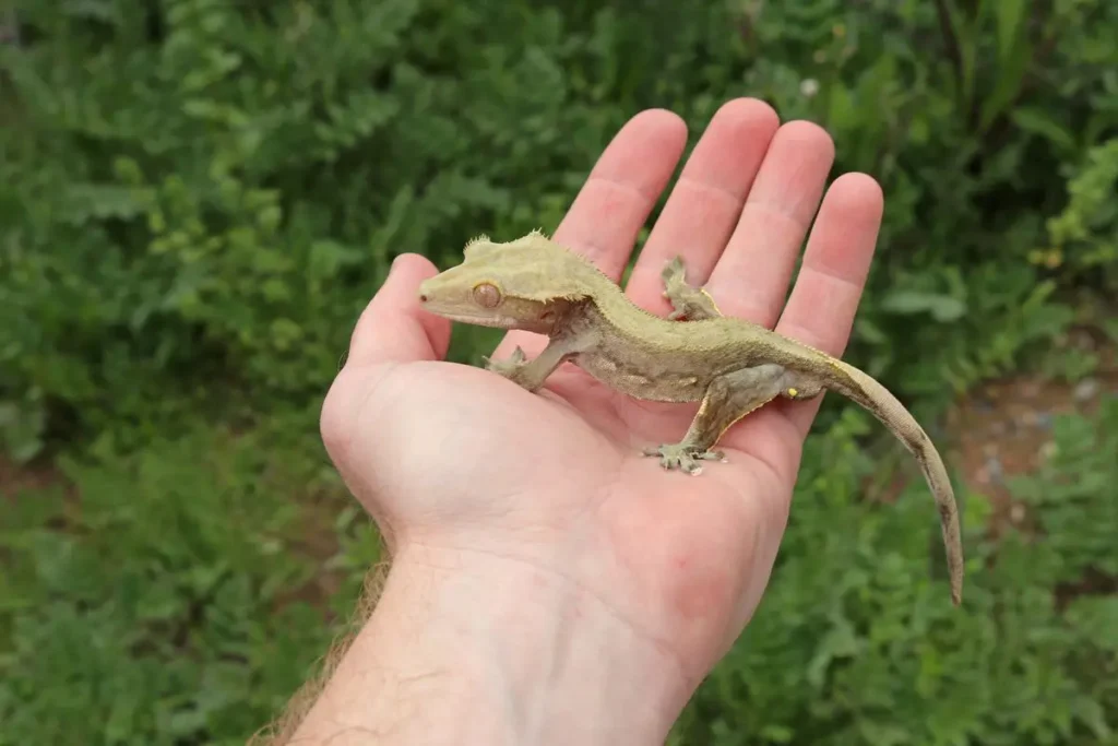 crested-gecko-handling