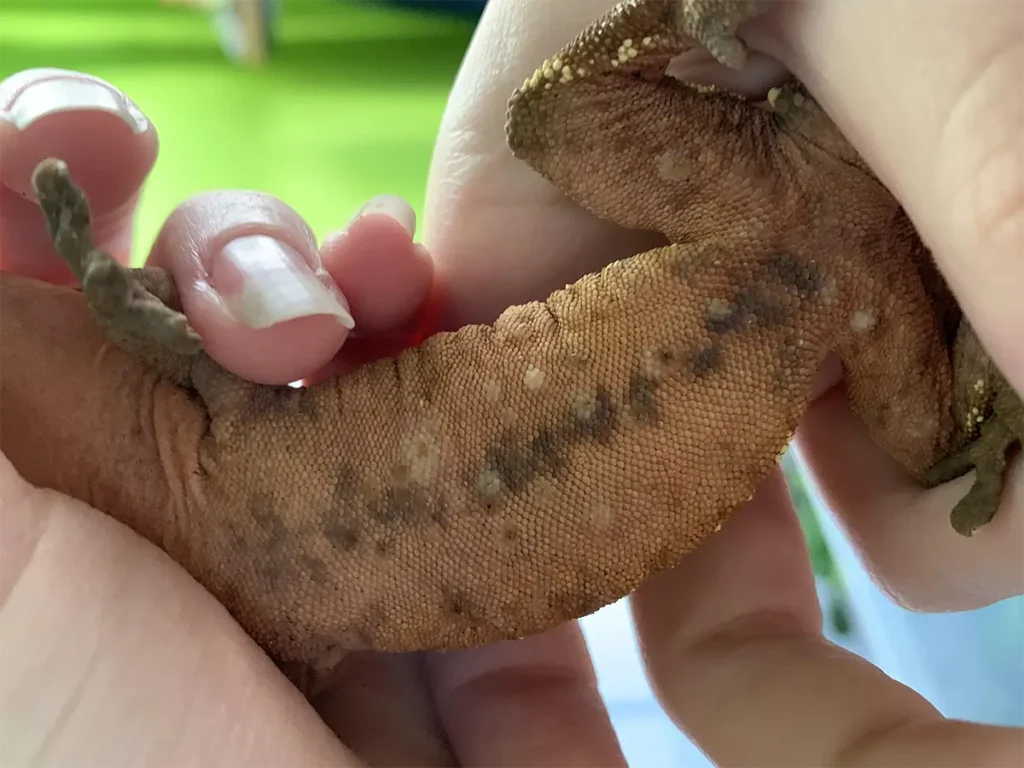 crested-gecko-infected-skin