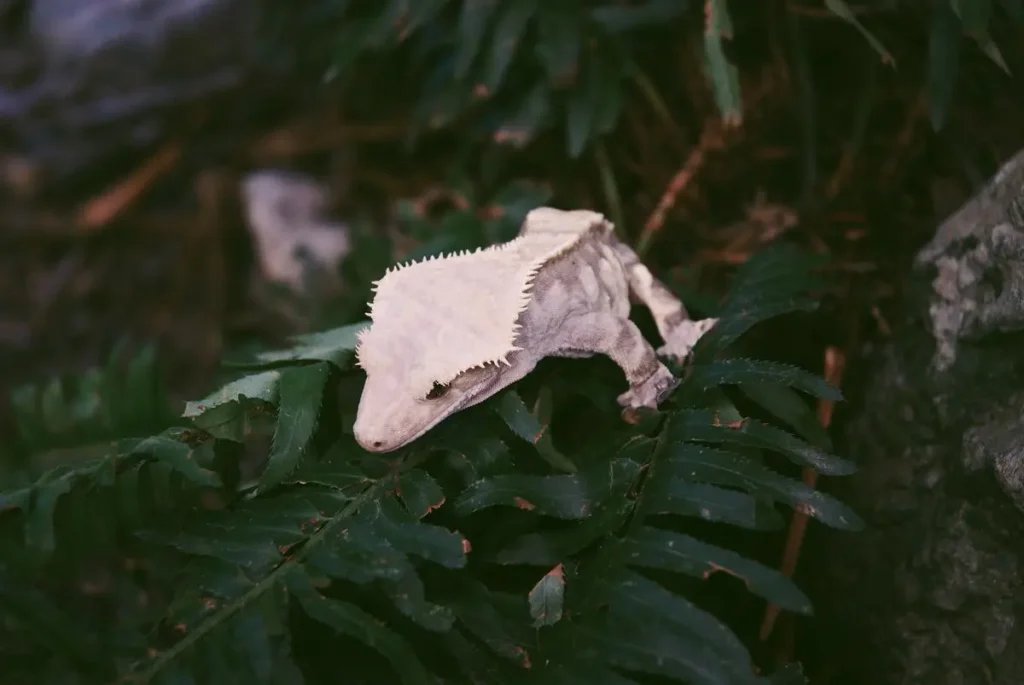 crested-gecko-size