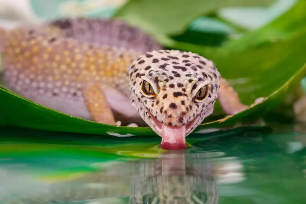 leopard-gecko-drinking-water